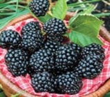 Капини